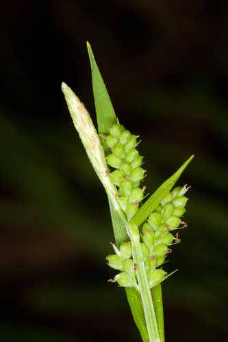Carex sp